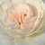 Bijela  - Floribunda ruže - Szent Margit